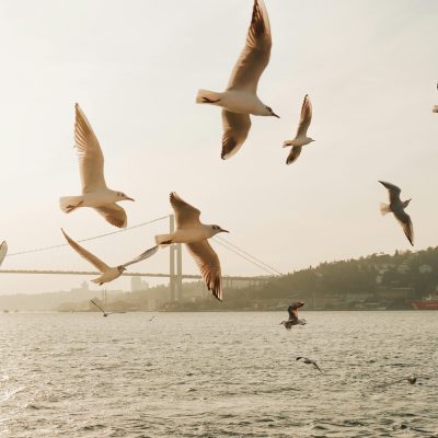 Seagulls soar over the Bosphorus Strait against a serene sunrise backdrop.